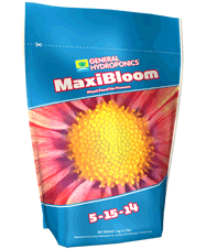 gh Maxi bloom